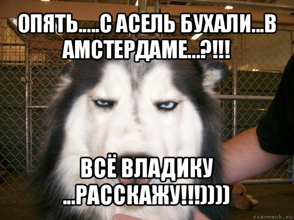Приколы про Асель