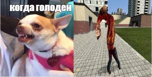 Злая чихуахуа Мем
