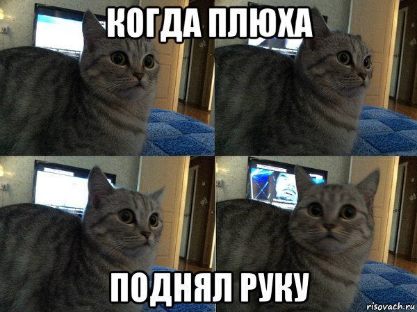 Кот с руками Мем
