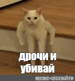 Кот с руками Мем