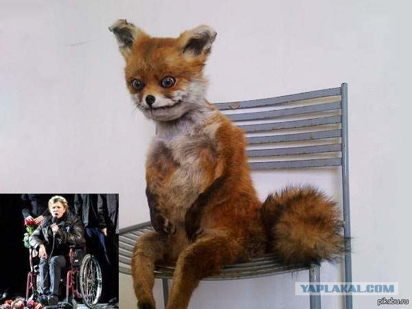 Чучело лисы на стуле