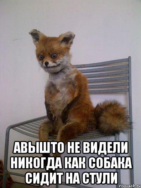 Лис сидит на стуле Мем