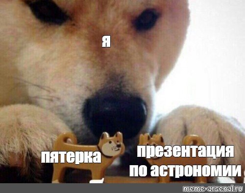 Шиба ину ебитес