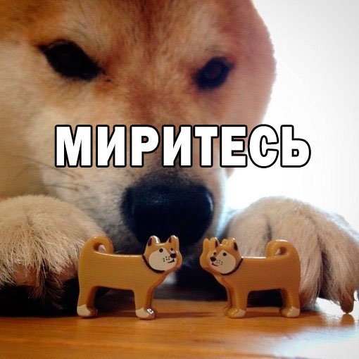 Две собаки миритесь