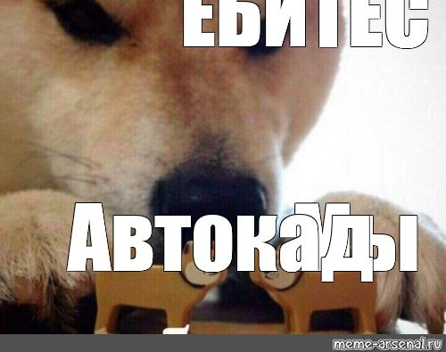 Мем с собаками целуйтесь