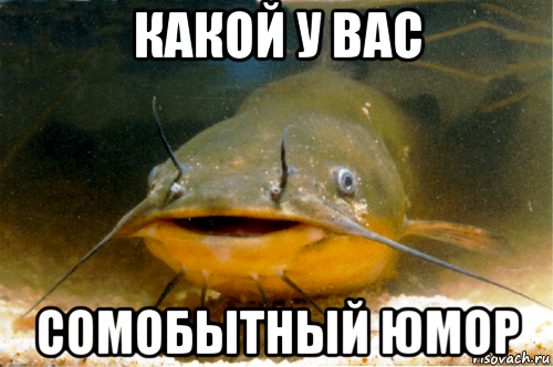 Шутки про сома