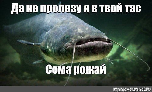 Приколы про сома