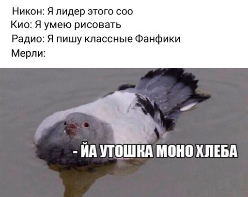 Мемы про Наташу голубя