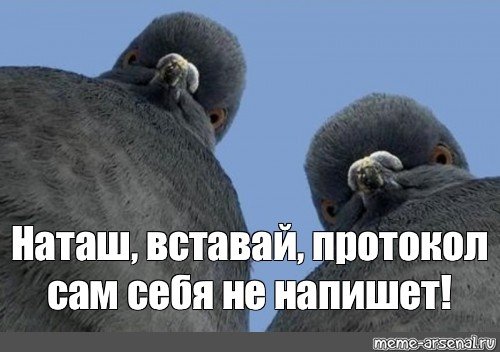 Наташа голубь прикол