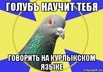 Смешные мемы про голубей