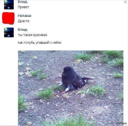 Смешные голубей Наташа