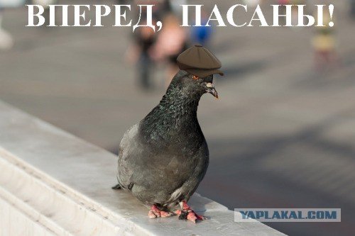 Голубь Наташа