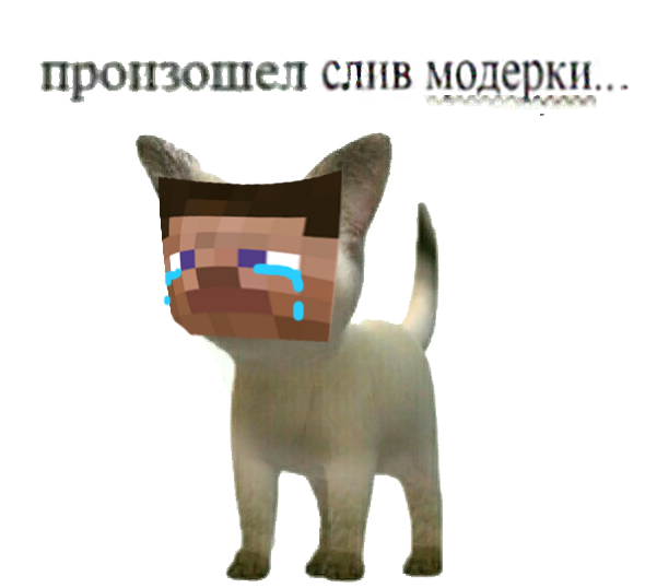 Произошел ТРОЛЛИНГ кот
