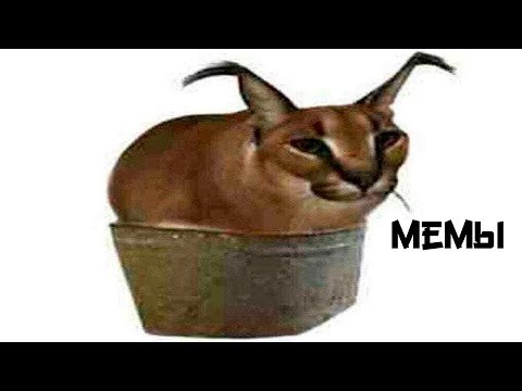 Шлепа в тазике кот