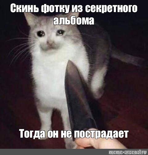 Коты для мемов с ножом