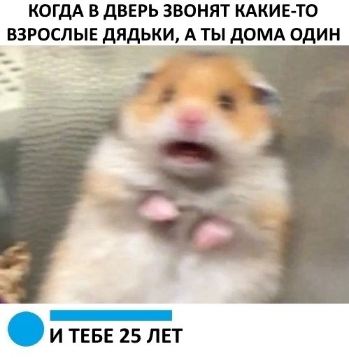 Испуганный хомяк