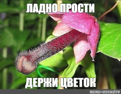Аленький цветочек прикол