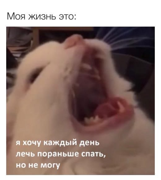 Белый кот кричит