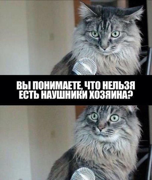 Котики мемы с надписями матом