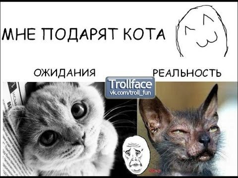 Мемы коты до слез
