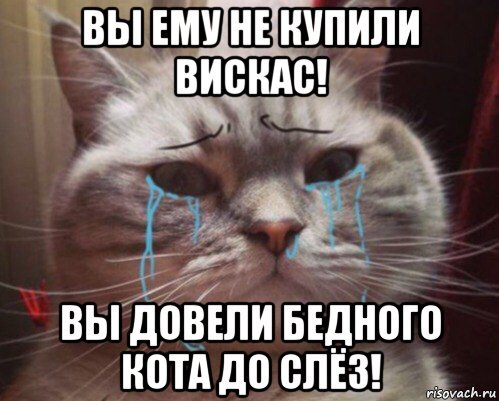 Приколы с котами мемы