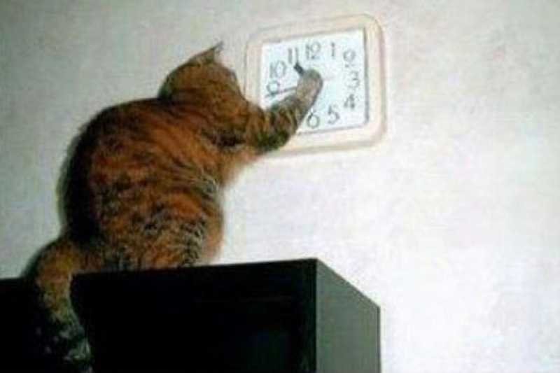 Включи кот на час. Мем с котом и часами. Кот опаздывает. Котик смотрит на часы. Мемы с котом и часами.