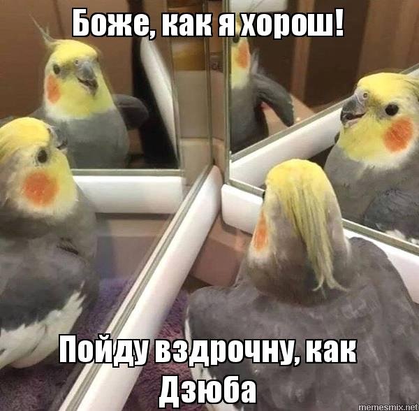 Зачем я такой красивый родился попугай
