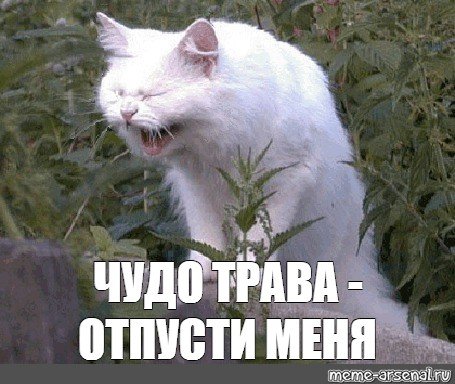 Отпусти меня чудо трава