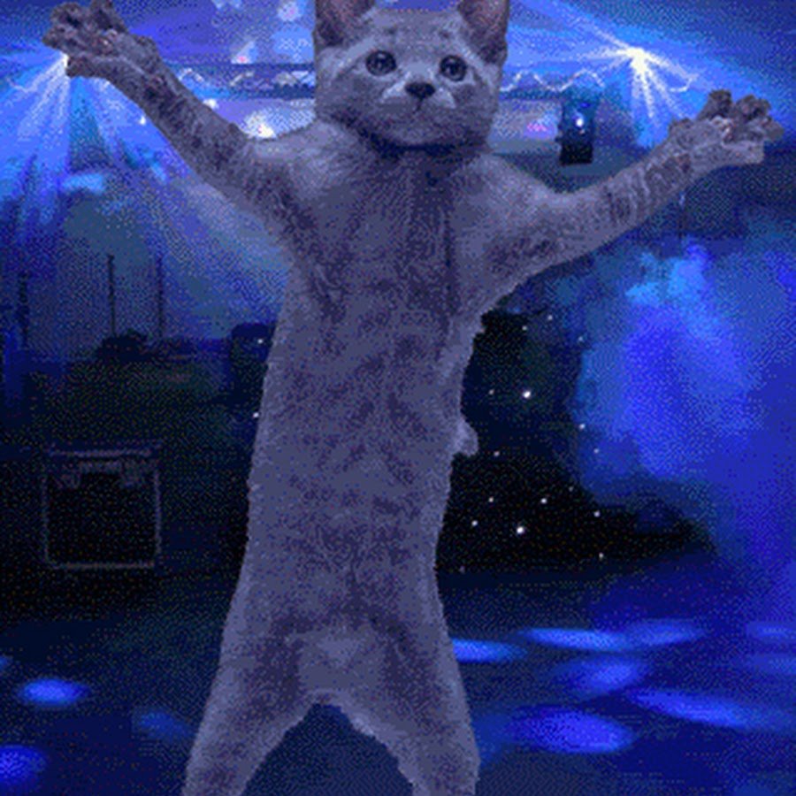 Картинки смешные движущийся. Танцующий кот. Котик танцует. Гифка котик танцует. Танцующий кот gif.