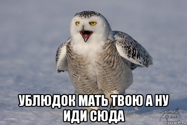 Мем ублюдок мать твою а ну иди сюда