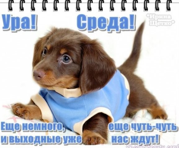 Приколы про среду