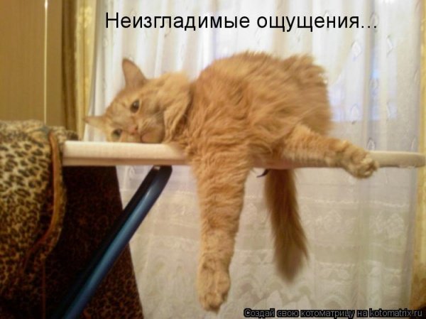 Кот после массажа