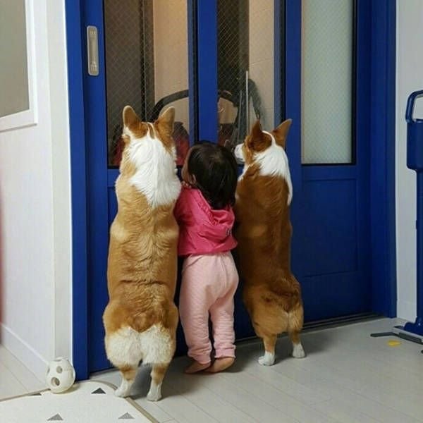 Собака любопытство