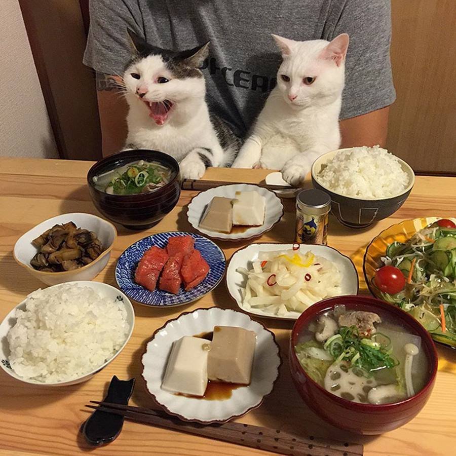 Котик за столом с едой