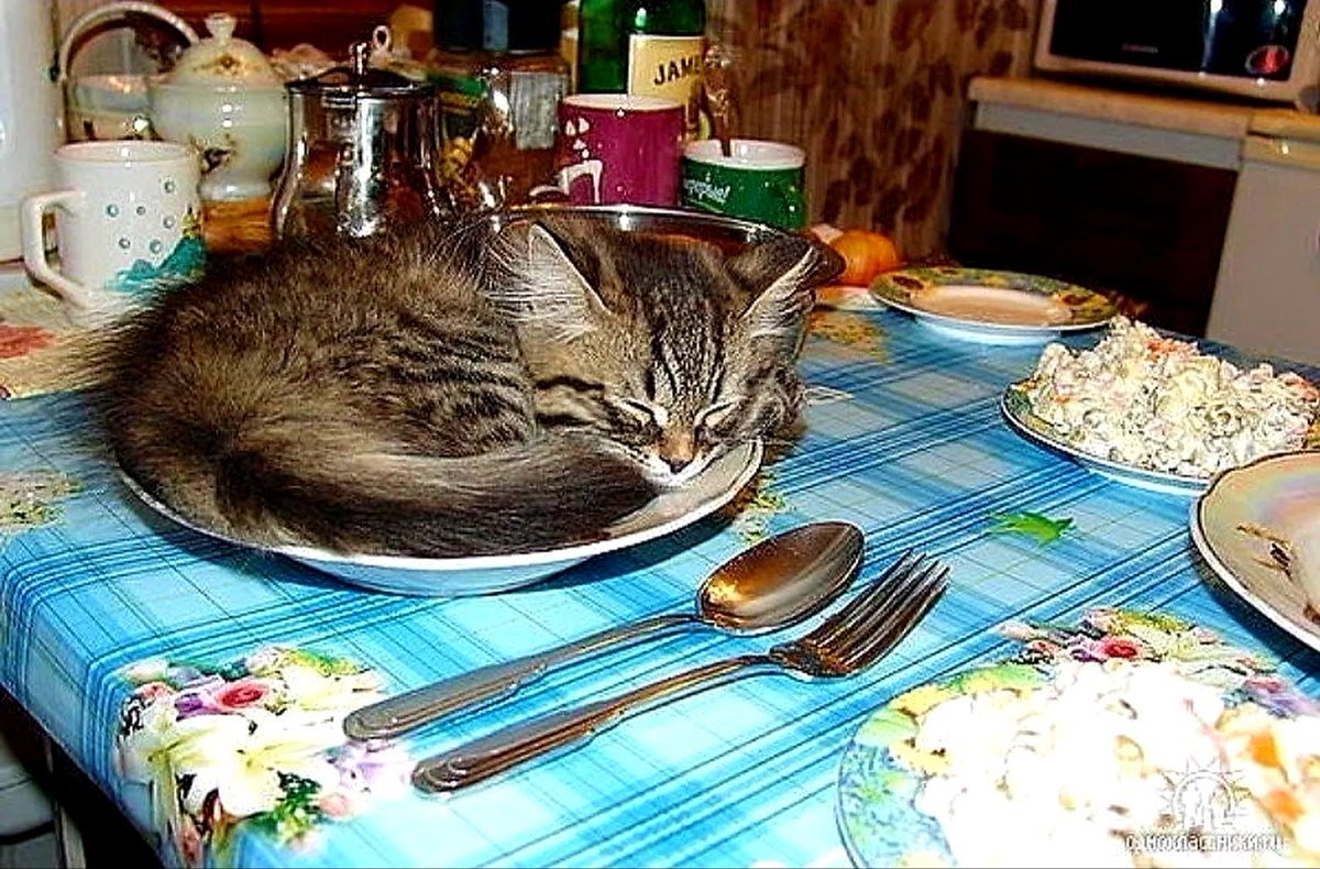 Кот на обеденном столе