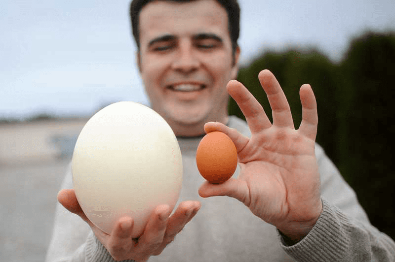 Про мужскую яйцо