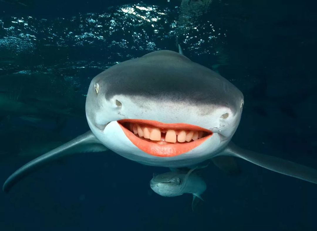 Scary shark. Акула. Улыбка акулы. Смешная акула. Улыбчивая акула.