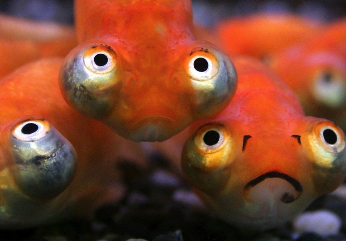 смешные рыбки фото