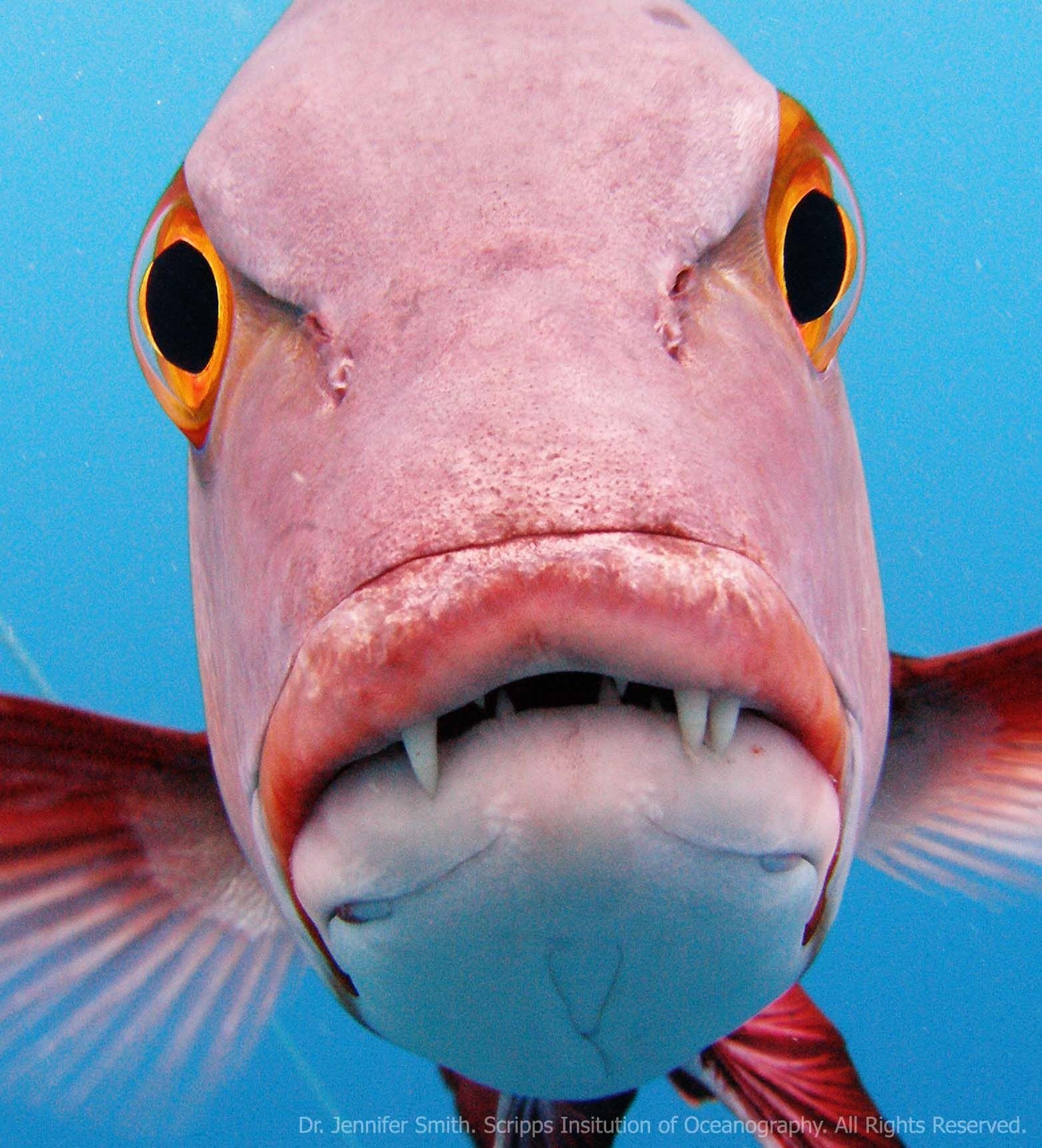 Рыба смешная картинка. Рыба носач красное море. Смешные рыбки. Рыбка розовый. Забавные рыбы.