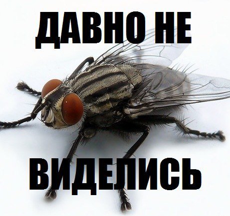 Муха Мем