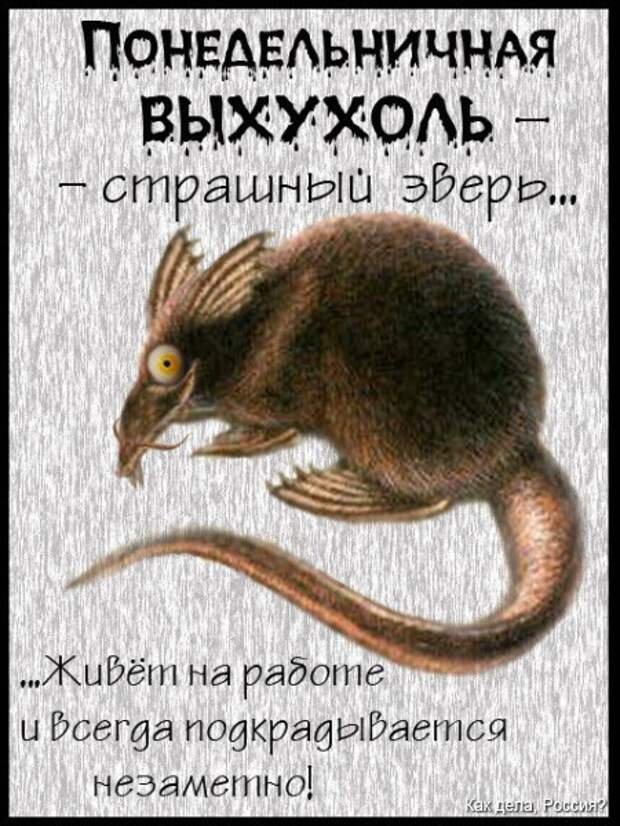 Выхухоль смешные картинки