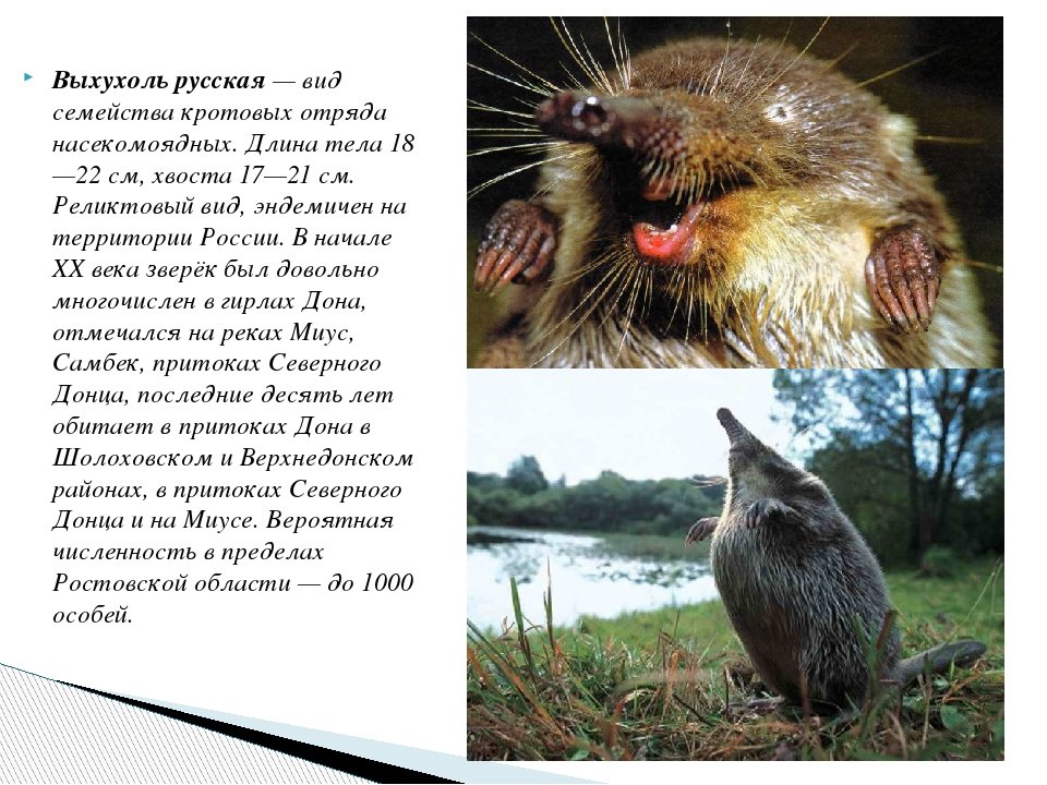 Выхухоль смешные картинки