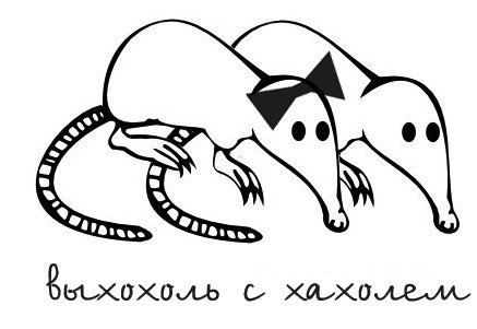 Выхухоль смешные картинки