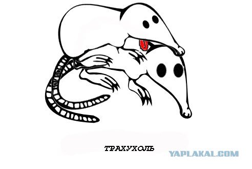 Выхухоль Мем