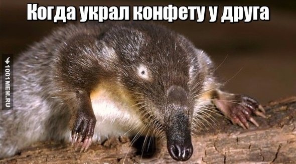 Русская выхухоль Мем