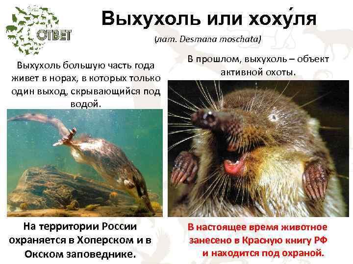 Выхухоль смешные картинки