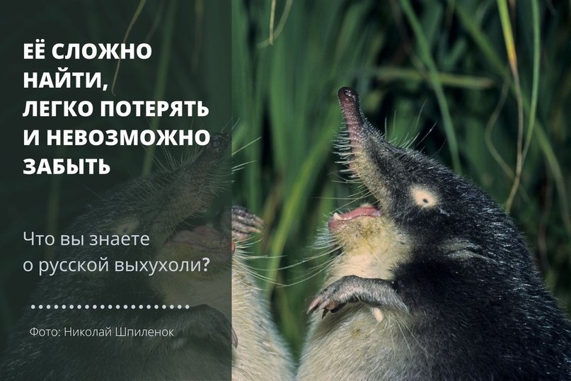 Выхухоль смешные картинки