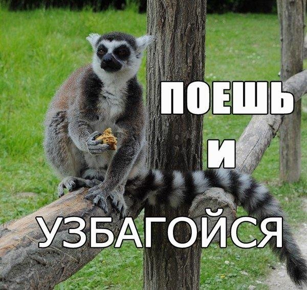 Лемур успокойся
