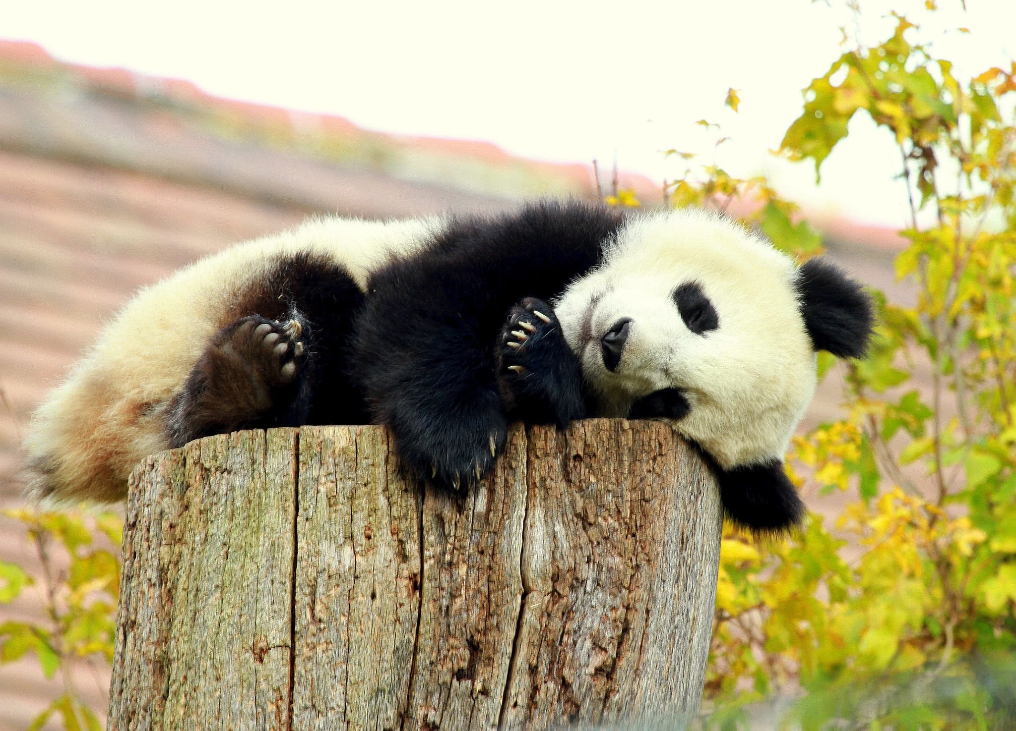 Панды смешные картинки (55 фото) .
