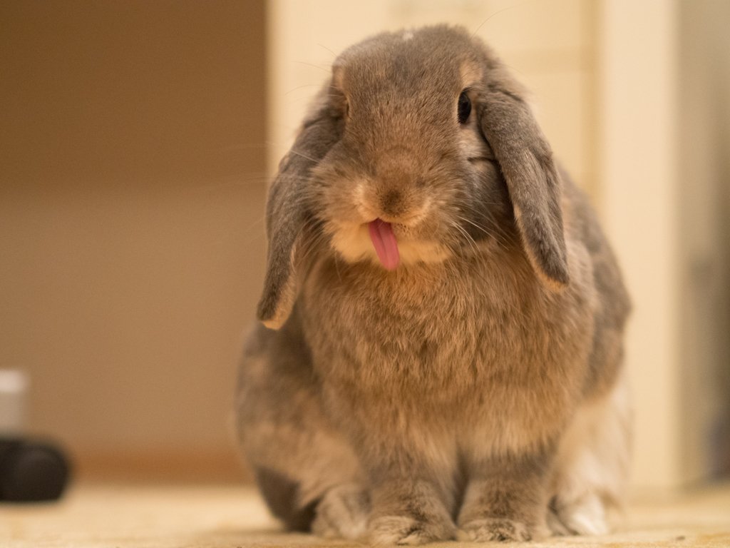 Смешные зайцы картинки. Кролик. Смешной заяц. Забавный кролик. Кролик фото.